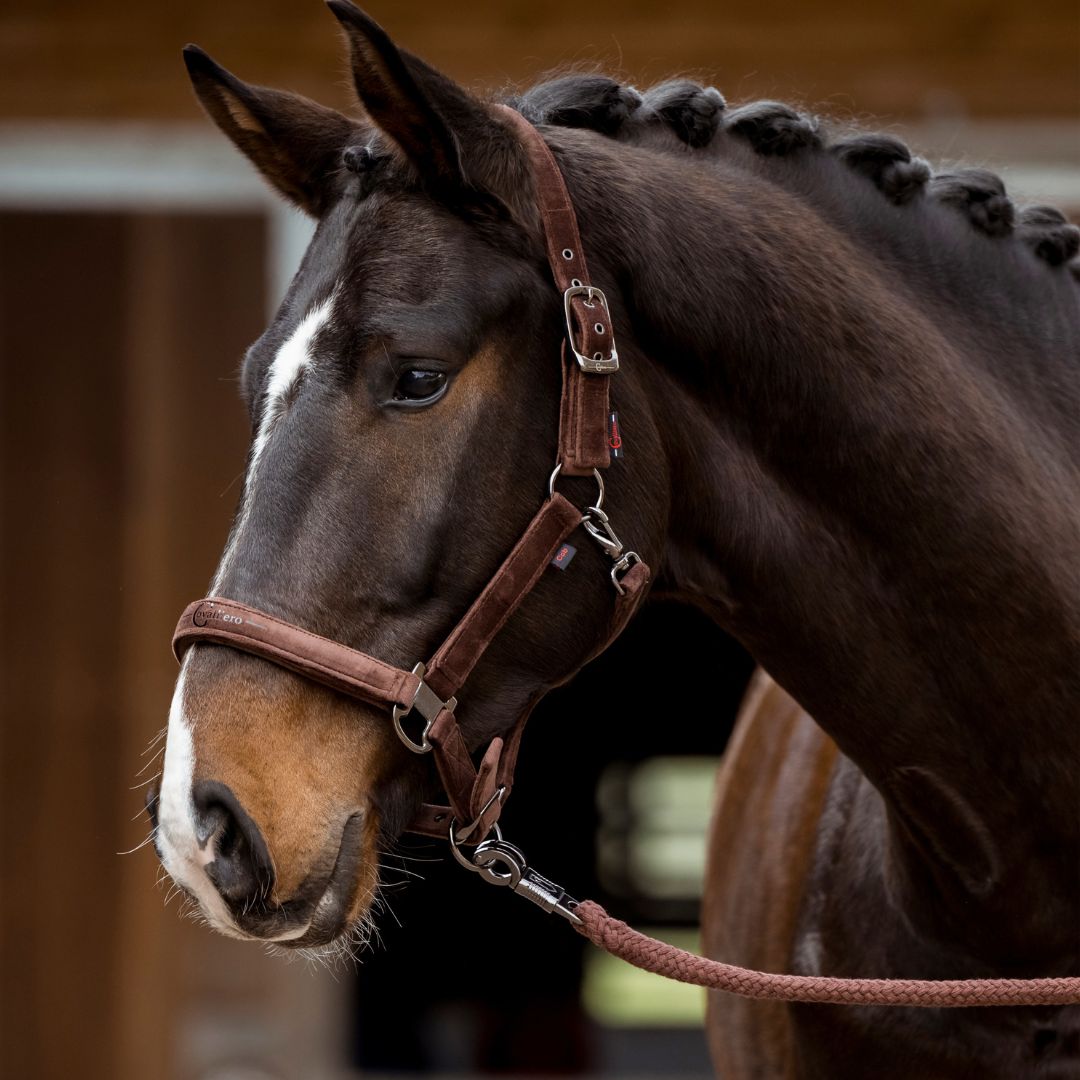Covalliero Lead Rope in Oak Brown