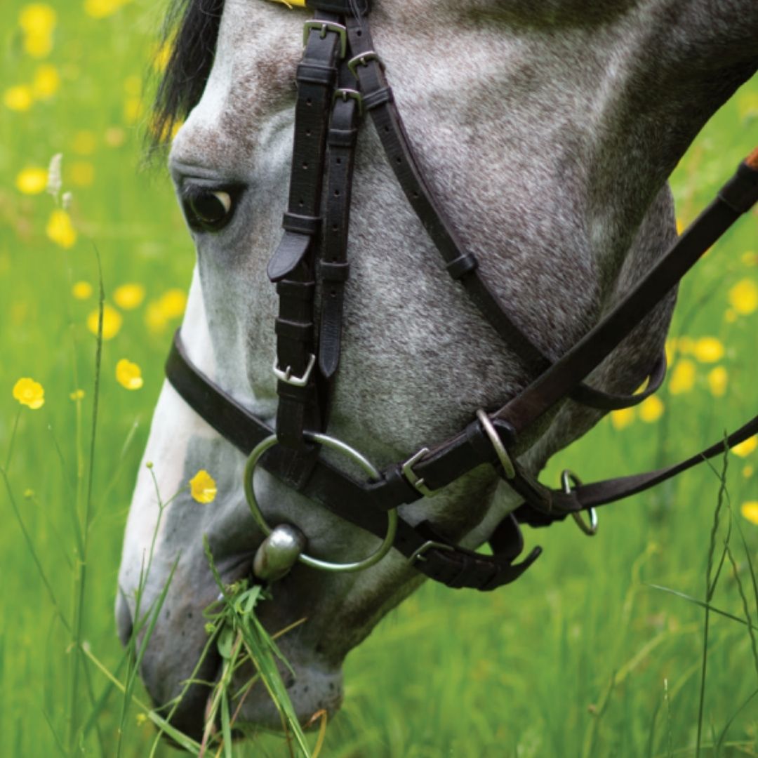 Foran Equine - Nutri-Calm Gel