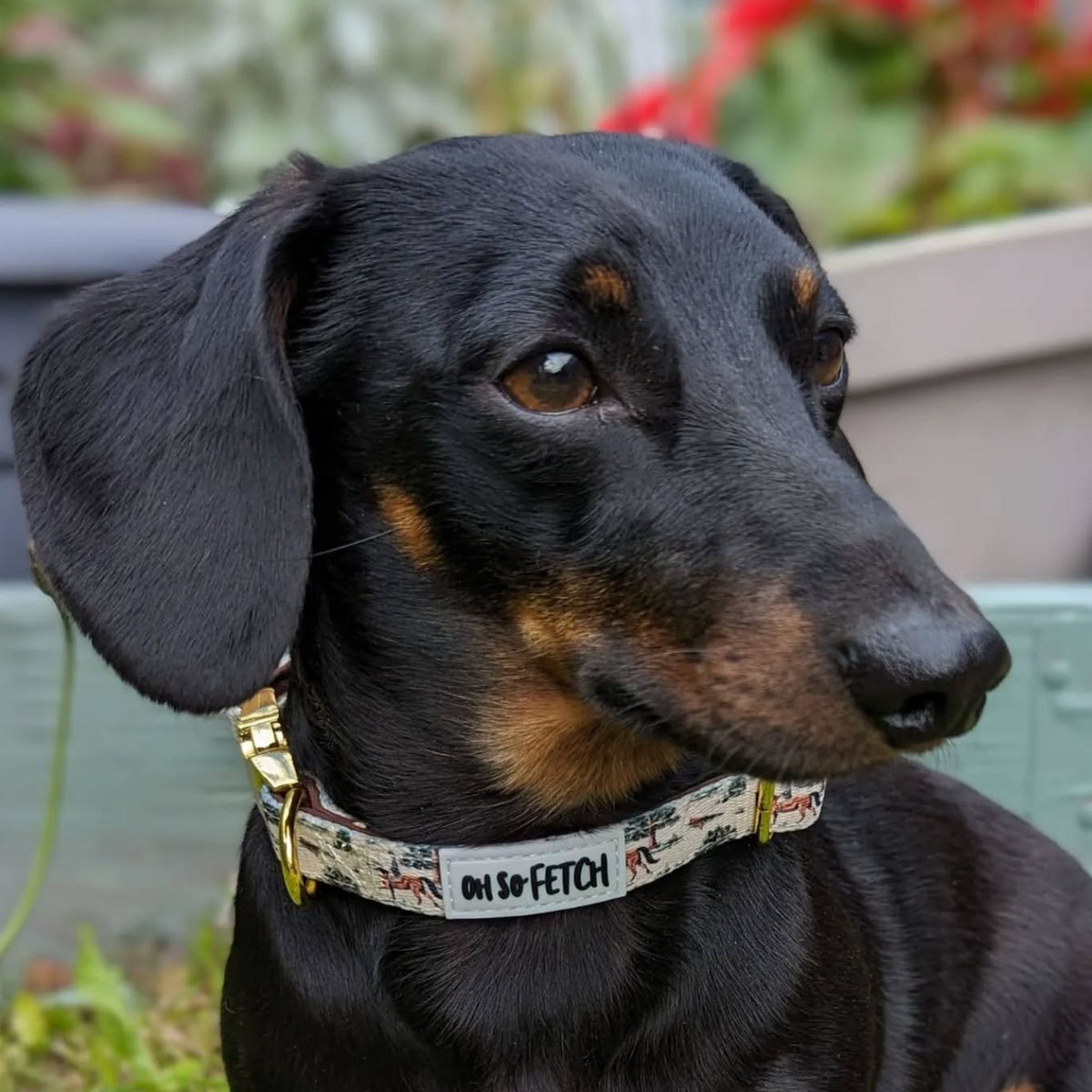 Oh So Fetch Horse & Hound Padded Dog Collar in Beige