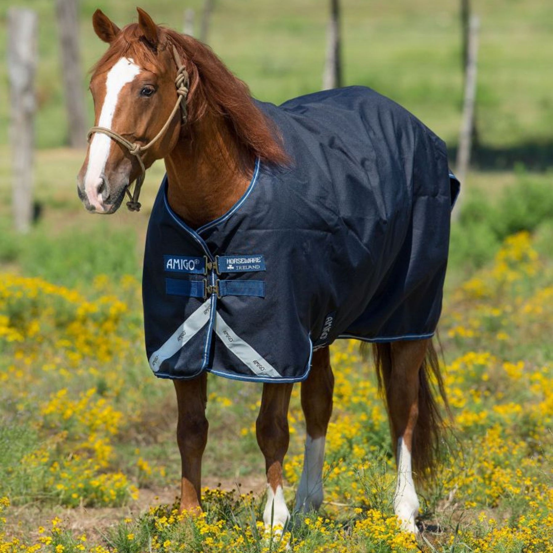 Horseware Amigo Bravo 12 Plus Heavy Turnout Rug in Navy & Blue (400g)