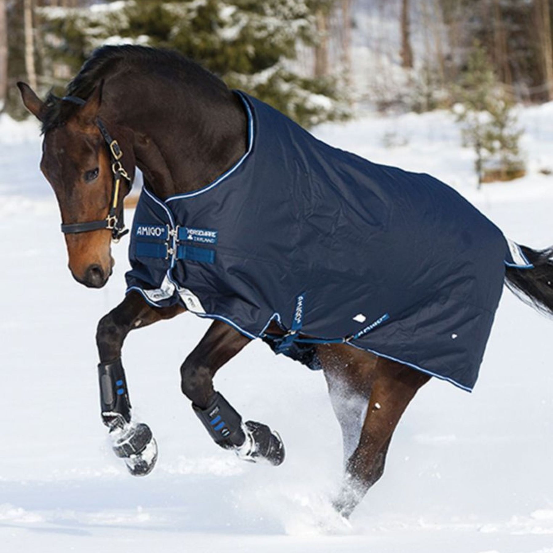 Horseware Amigo Bravo 12 Plus Heavy Turnout Rug in Navy & Blue (400g)