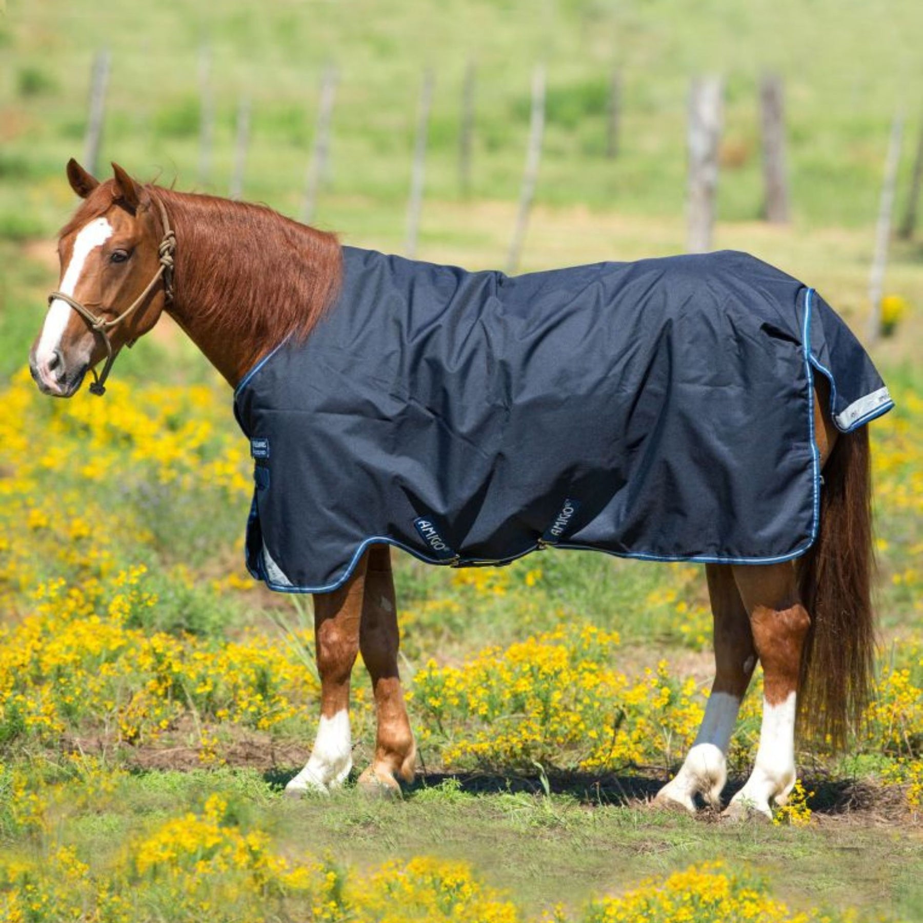 Horseware Amigo Bravo 12 Plus Heavy Turnout Rug in Navy & Blue (400g)