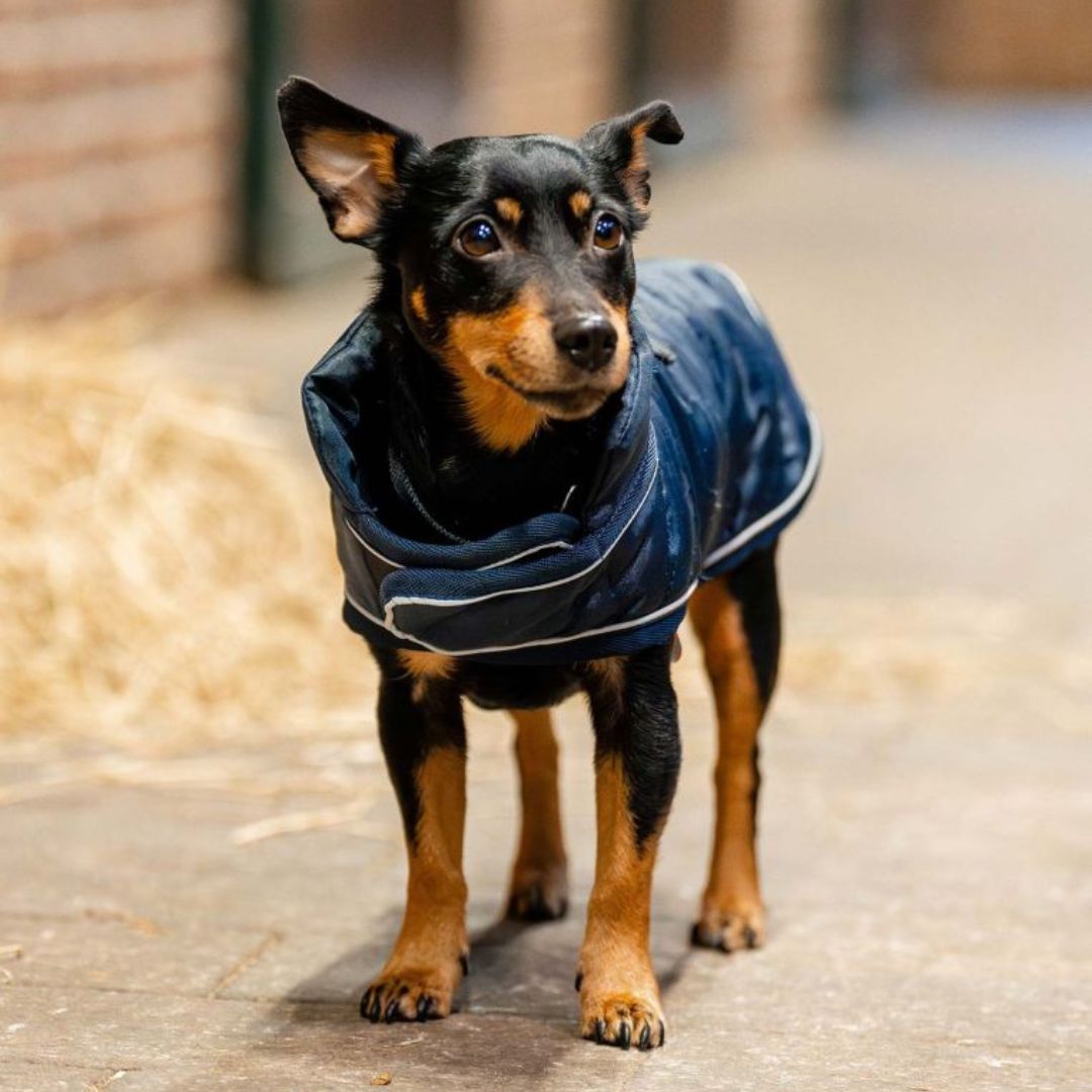 Horseware Signature Dog Medium Rug in Navy (200g)