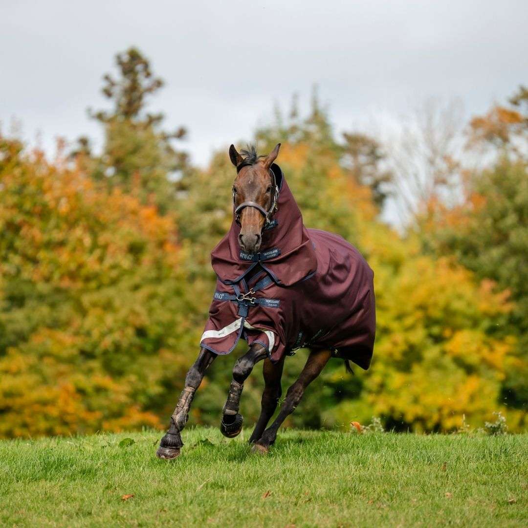 Horseware Amigo Bravo 1200D Plus Turnout Rug in Burgundy/Navy (250g)