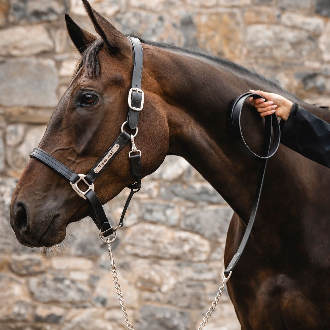 Horseware Signature Lead With Chain in Black
