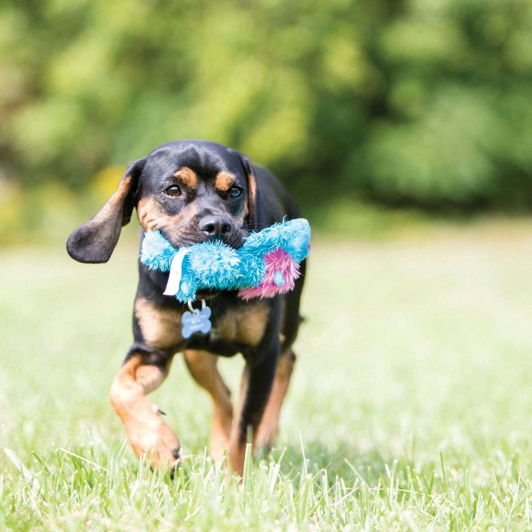 KONG Cozie Brights Dog Plush Toy (Assorted)