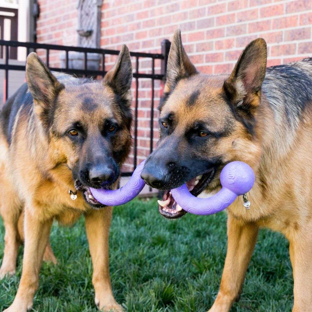KONG Ogee Stick Dog Rubber Toy