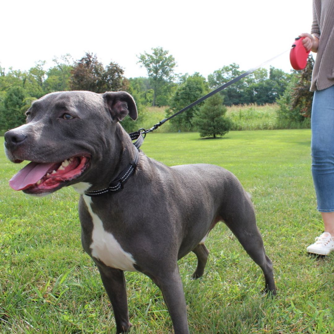 KONG Retractable Terrain Tape Dog Lead in Red