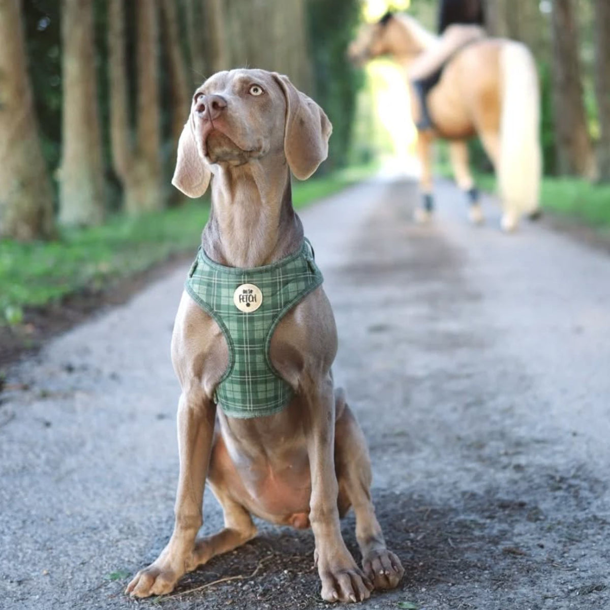 Oh So Fetch Mossy Meadows Padded Dog Harness in Green