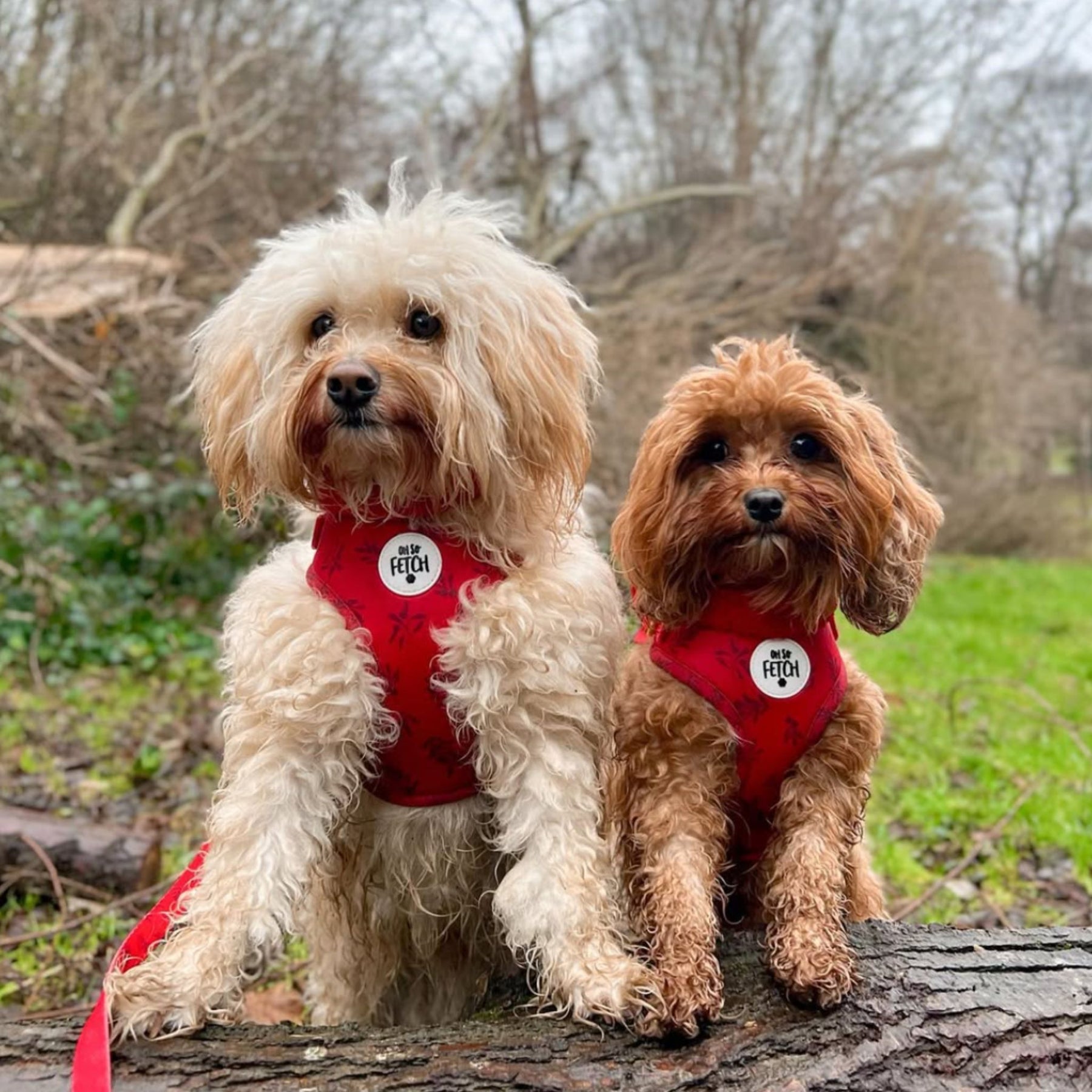 Oh So Fetch Mulberry Padded Dog Harness in Red
