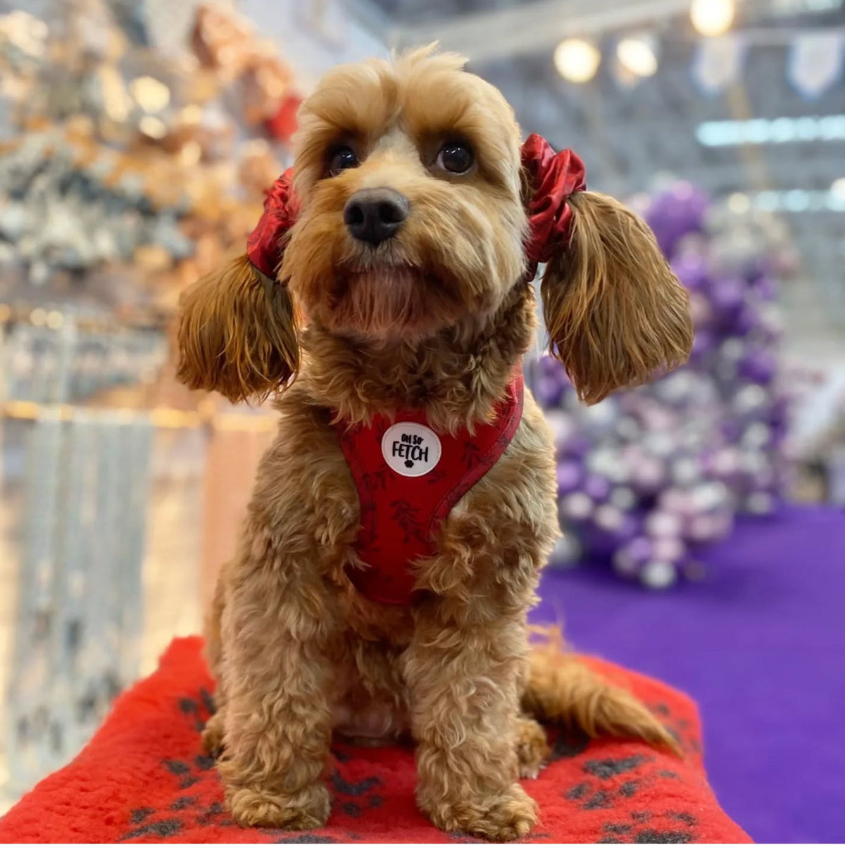Oh So Fetch Mulberry Padded Dog Harness in Red