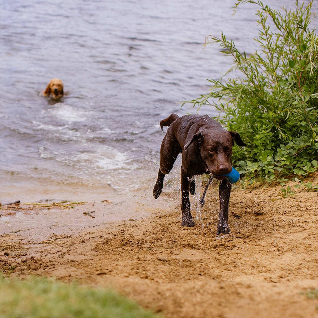Nobby Rio Blue Snack Dummy1