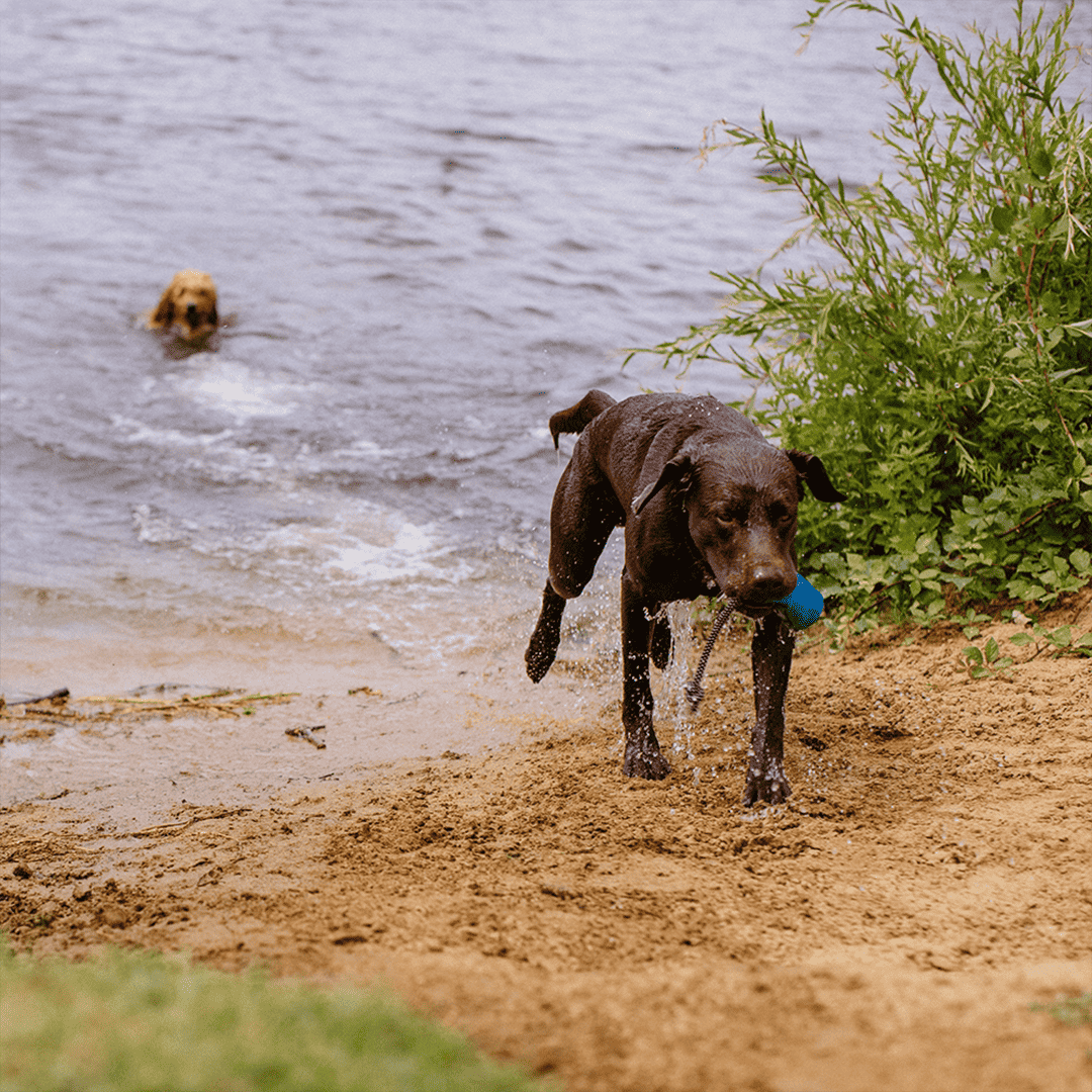 Nobby Rio Blue Snack Dummy1