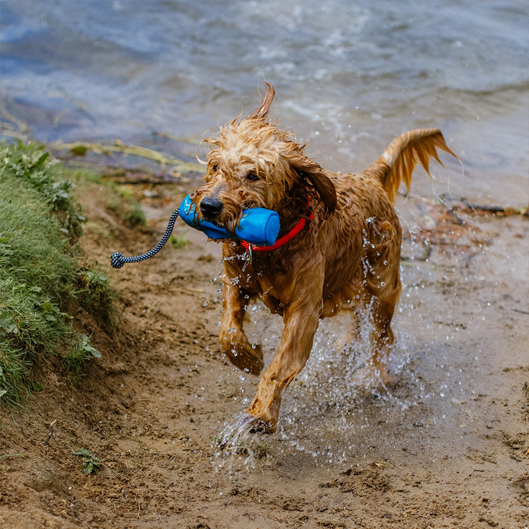 Nobby Rio Blue Snack Dummy2