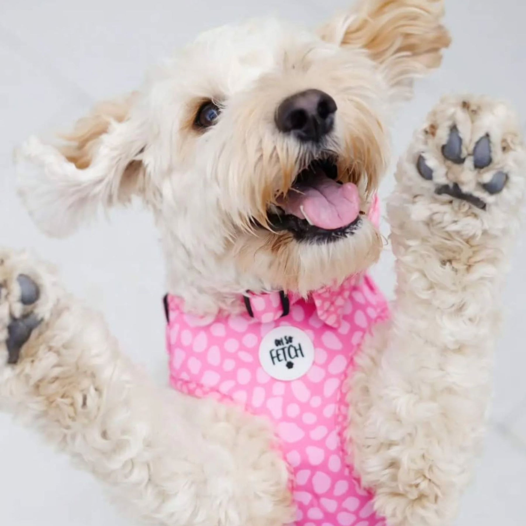 Oh So Fetch Pretty Wild Padded Dog Harness in Pink