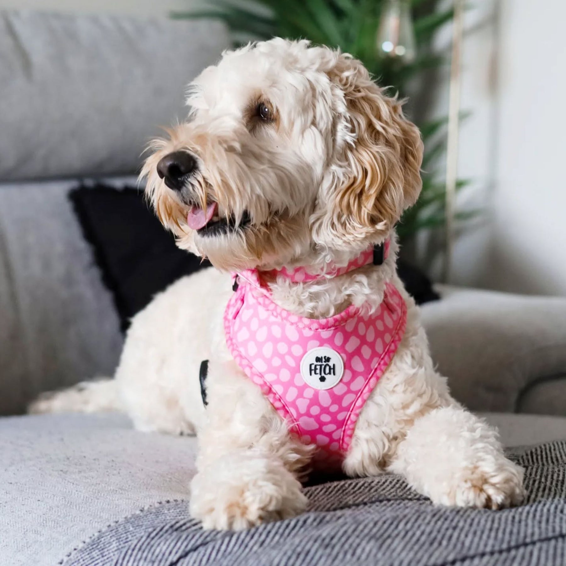 Oh So Fetch Pretty Wild Padded Dog Collar in Pink