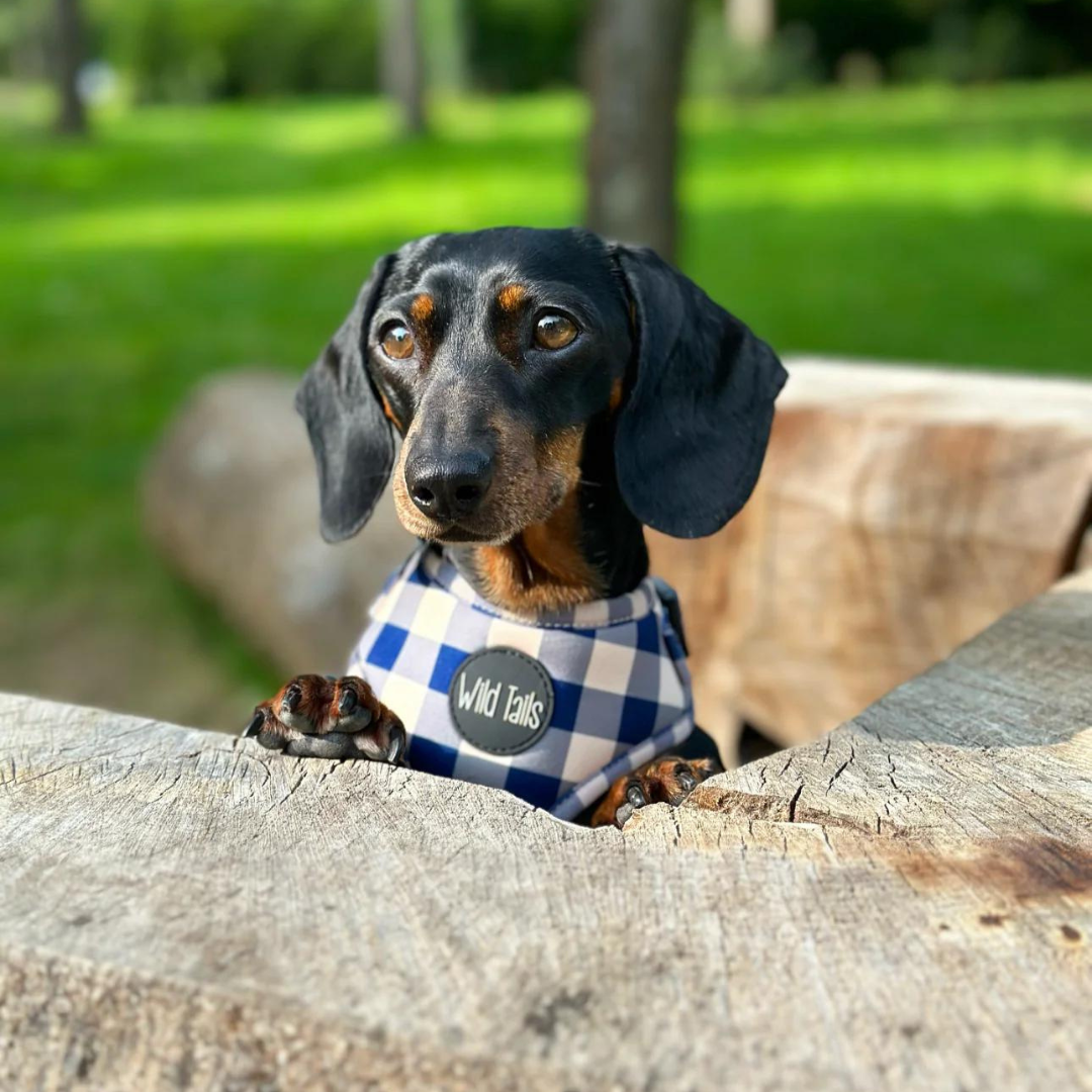 Wild Tails Classic Check Dog Harness in Navy