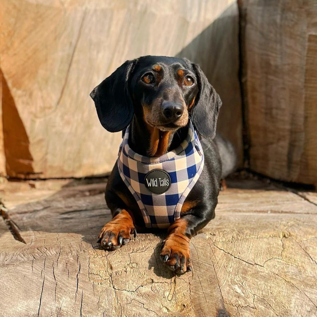 Wild Tails Classic Check Dog Harness in Navy