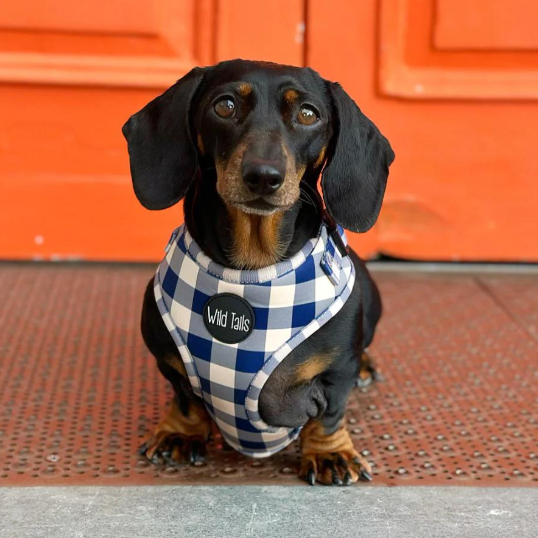 Wild Tails Classic Check Dog Harness in Navy
