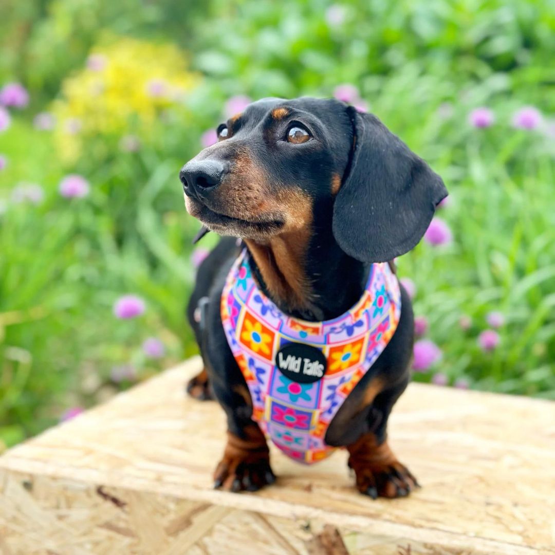 Wild Tails Flower Power Dog Harness