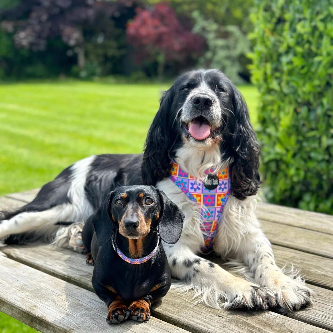 Wild Tails Flower Power Dog Harness
