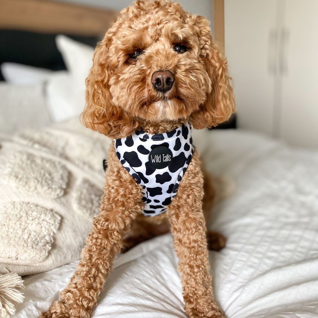 Wild Tails Making Mooves Dog Harness