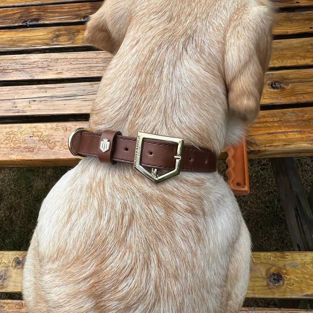 Fairfax & Favor Fitzroy Leather Dog Collar in Mahogany