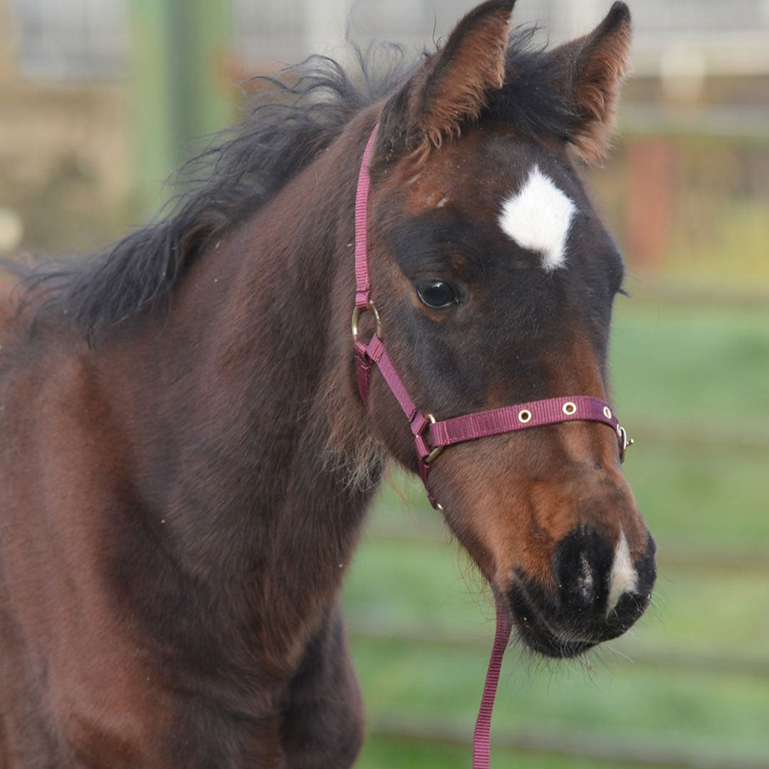 Equisential Nylon Headcollar