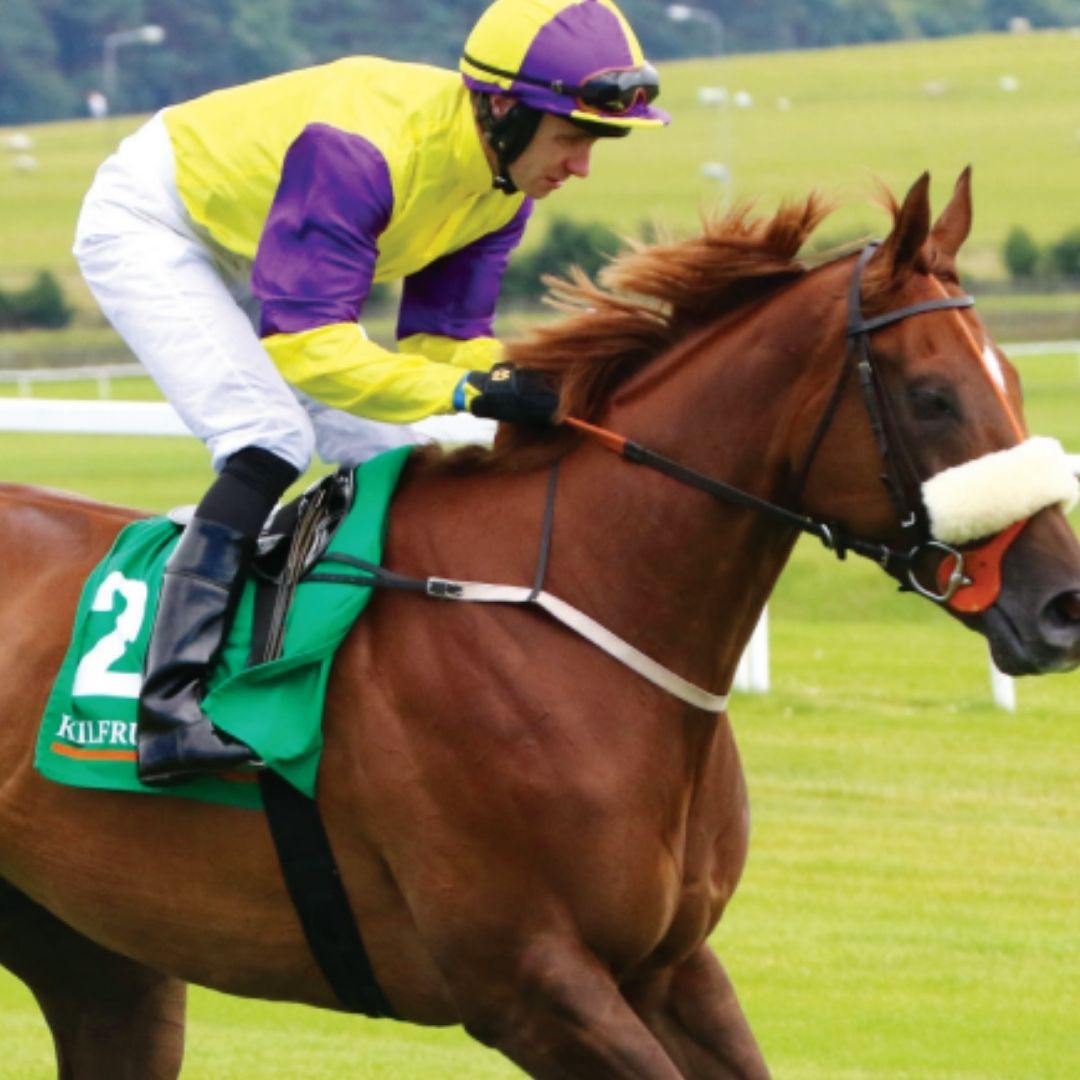 Foran Equine Feratone