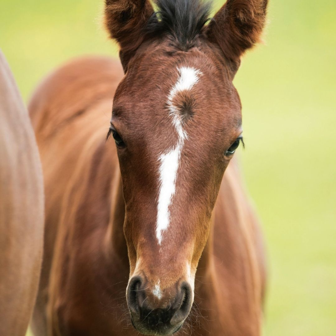 Foran Equine Friska Foal