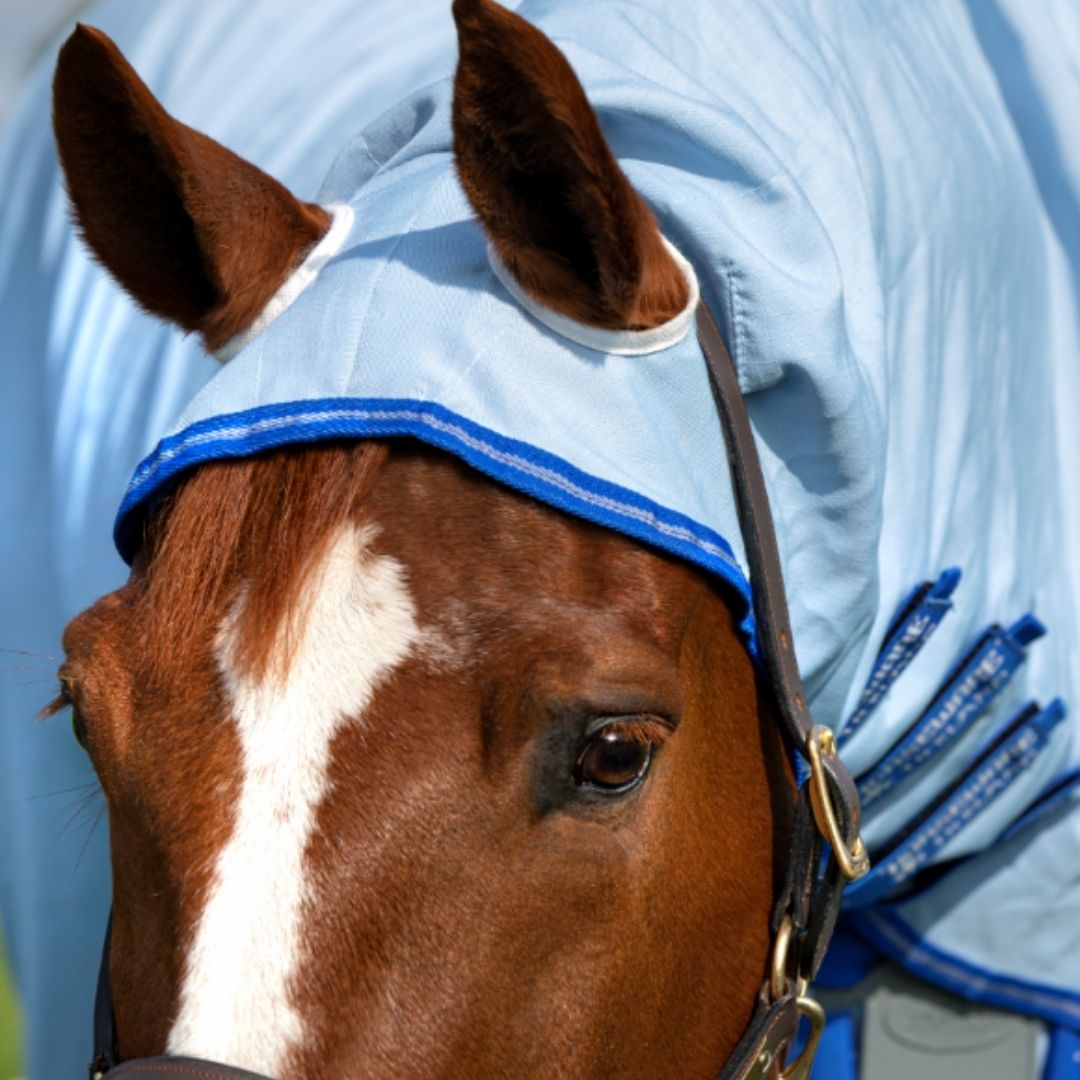 Horseware Amigo Pony Ripstop Hoody Rug in Azure Blue, Strong Blue & Silver