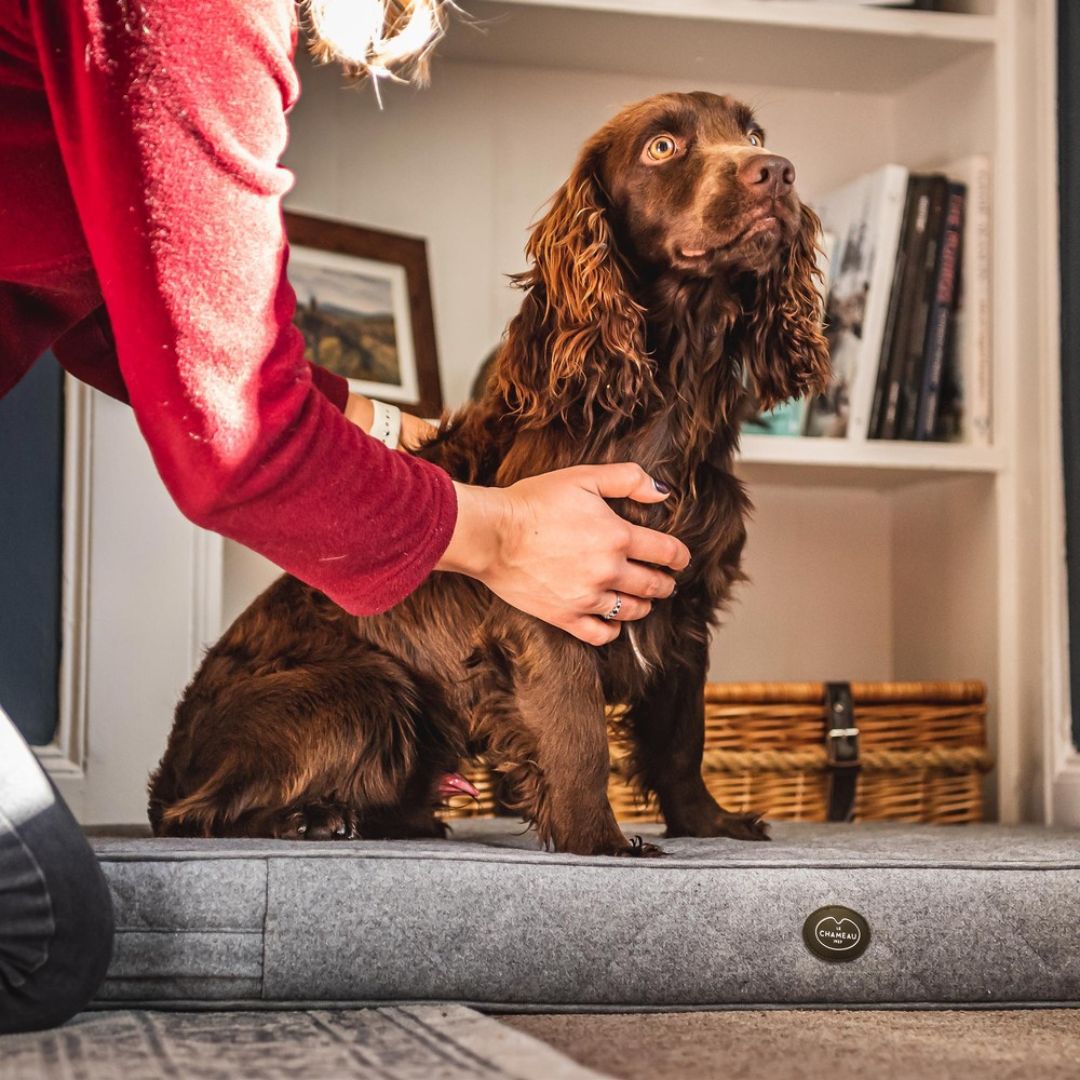 Le Chameau Cushion Dog Bed in Grey