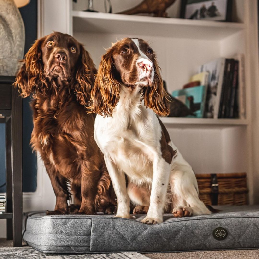 Le Chameau Cushion Dog Bed in Grey