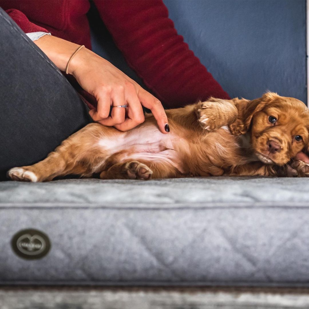 Le Chameau Cushion Dog Bed in Grey