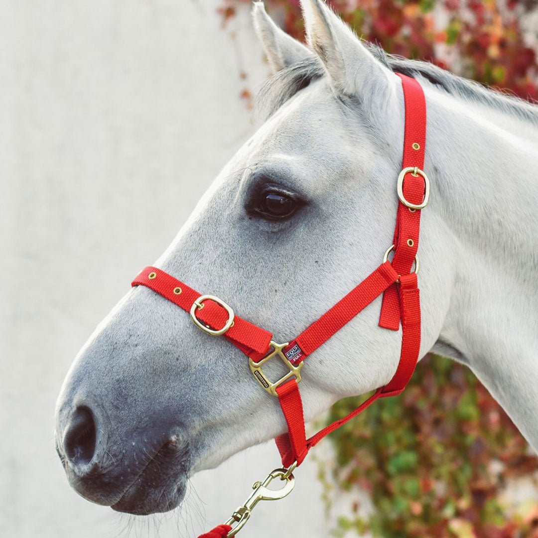 Equisential Nylon Headcollar in Red