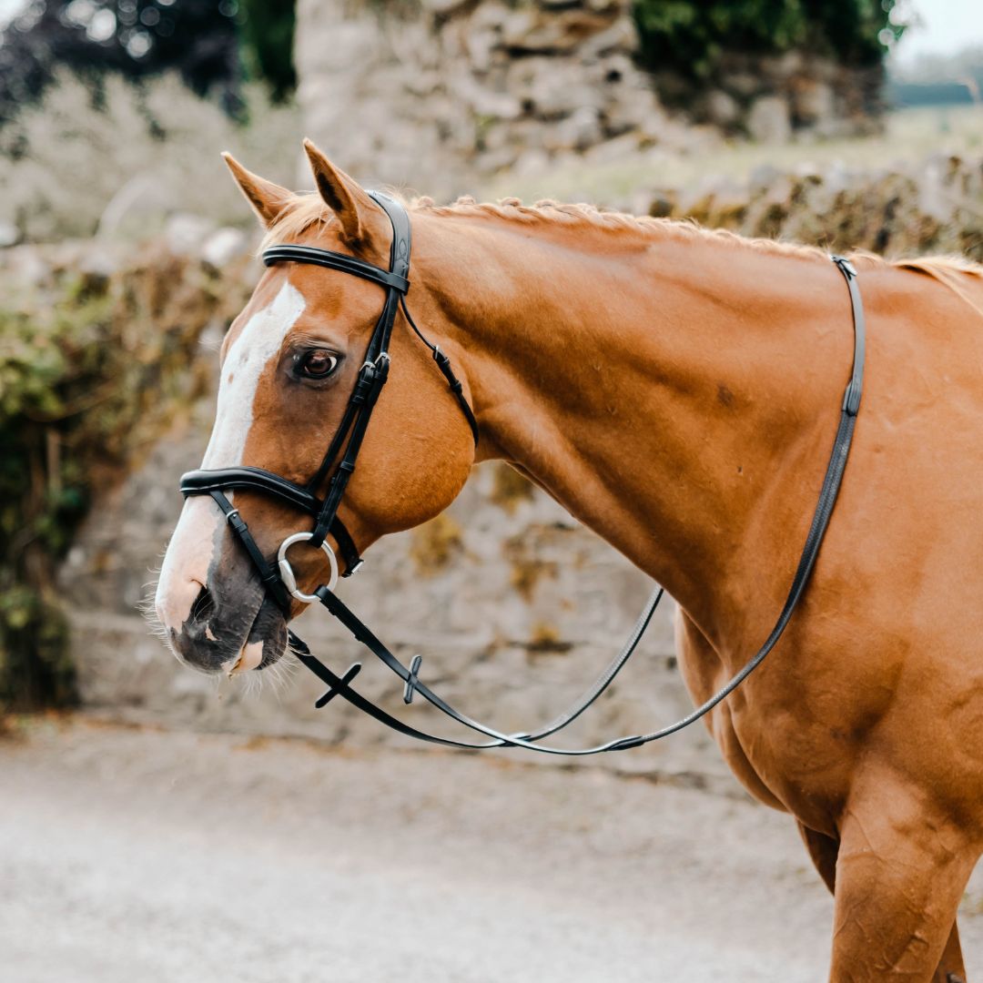 Mackey Legend Athena Bridle in Black