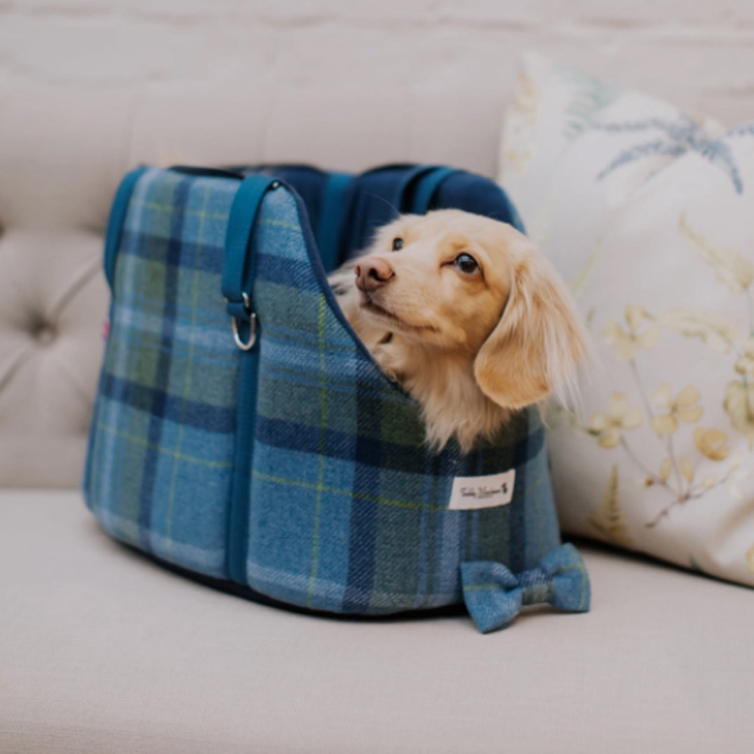 Blue shop carrier dog