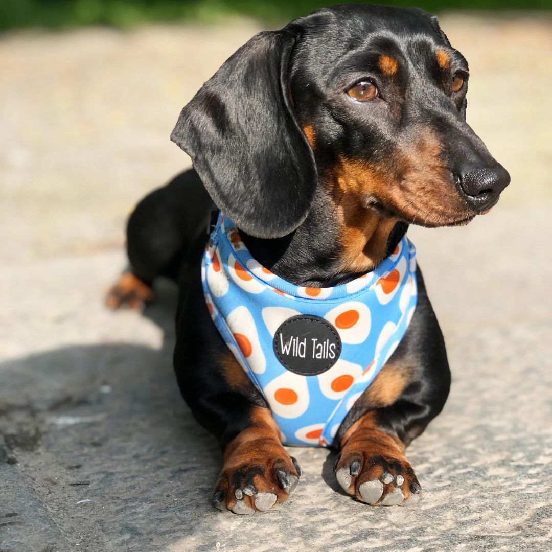 Wild Tails Brunch Bae Dog Harness