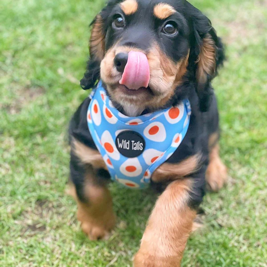 Wild Tails Brunch Bae Dog Harness