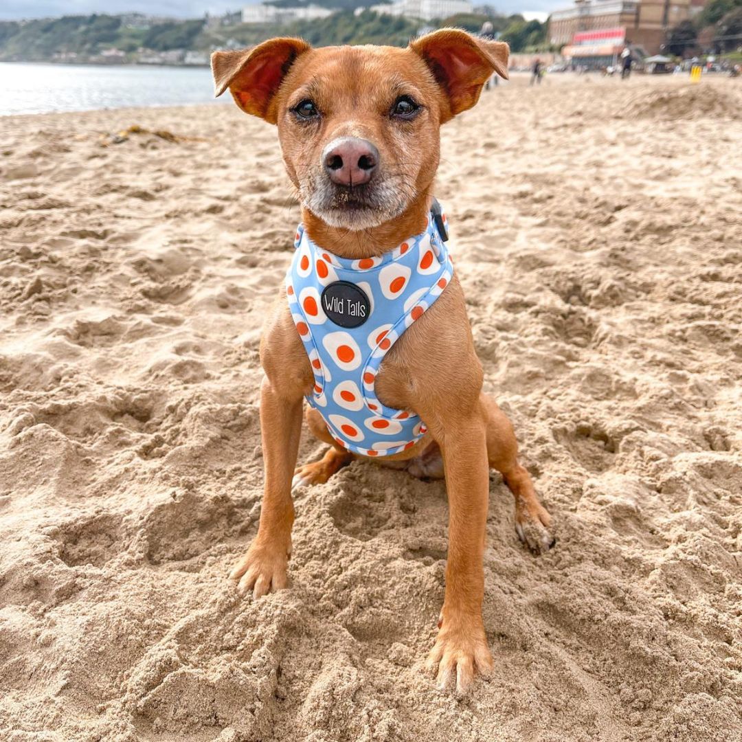 Wild Tails Brunch Bae Dog Harness