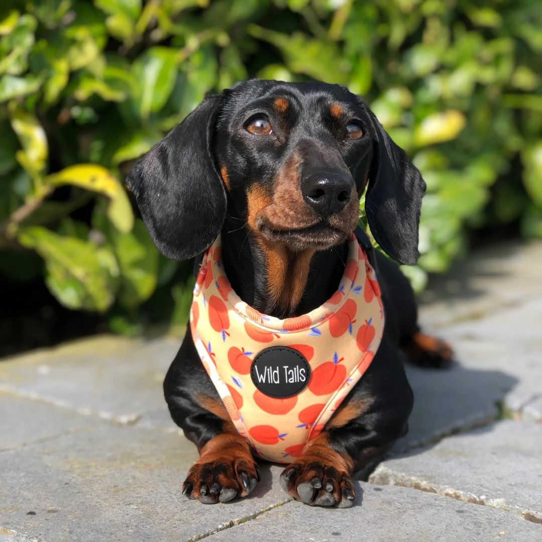 Wild Tails Georgia Dog Harness