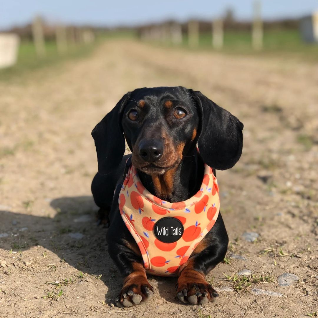 Wild Tails Georgia Dog Harness