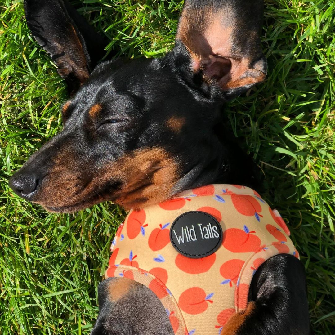 Wild Tails Georgia Dog Harness
