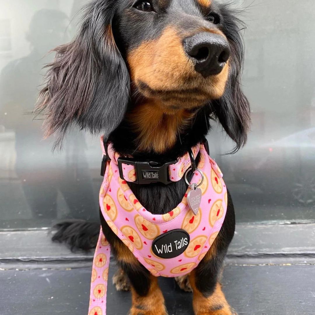 Wild Tails I Don't Give a Jam Dog Collar