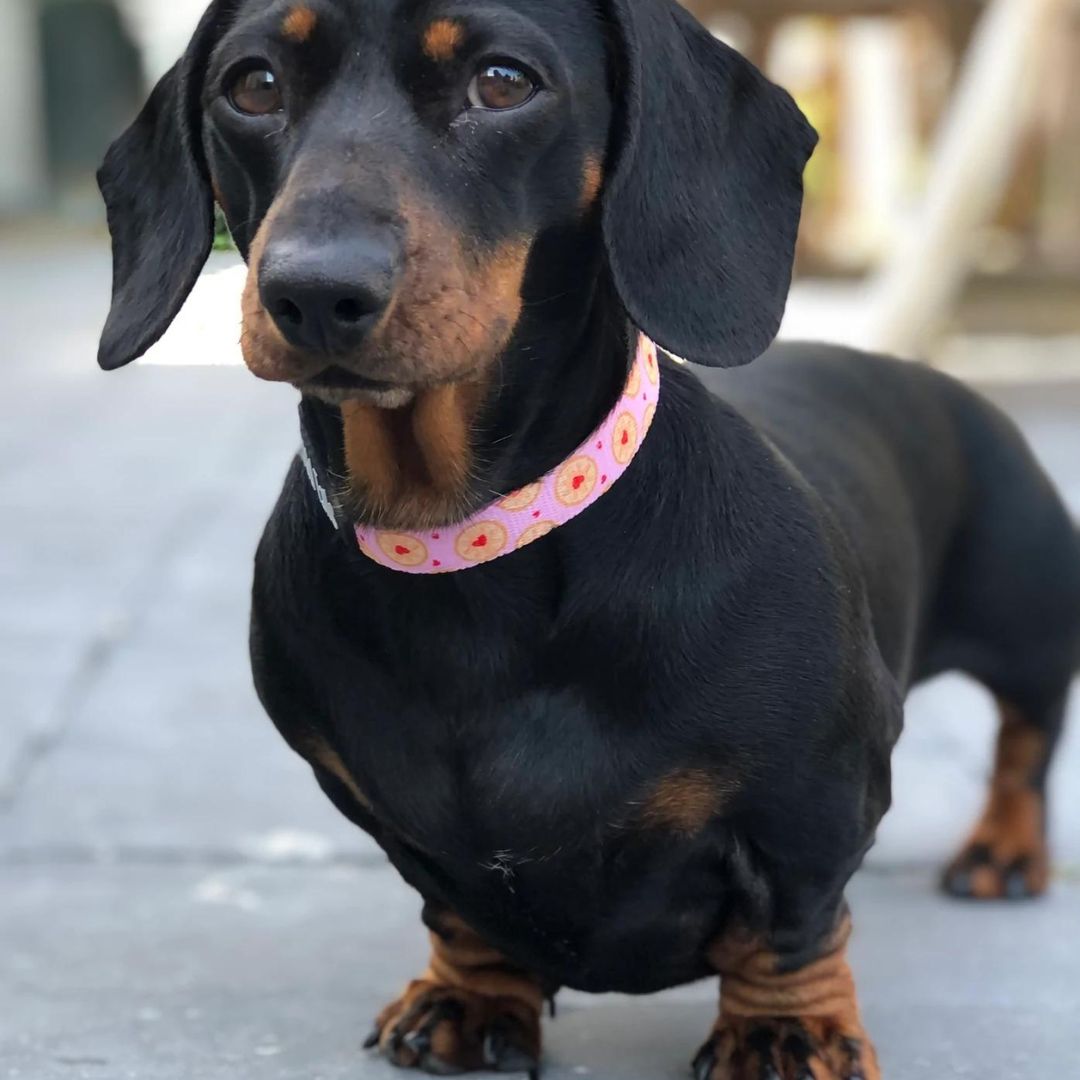 Wild Tails I Don't Give a Jam Dog Collar