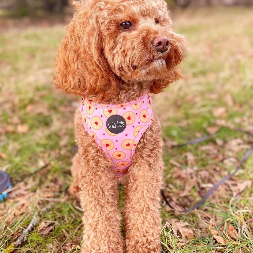 Wild Tails I Don't Give a Jam Dog Harness