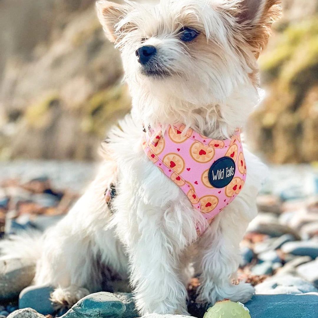 Wild Tails I Don't Give a Jam Dog Harness