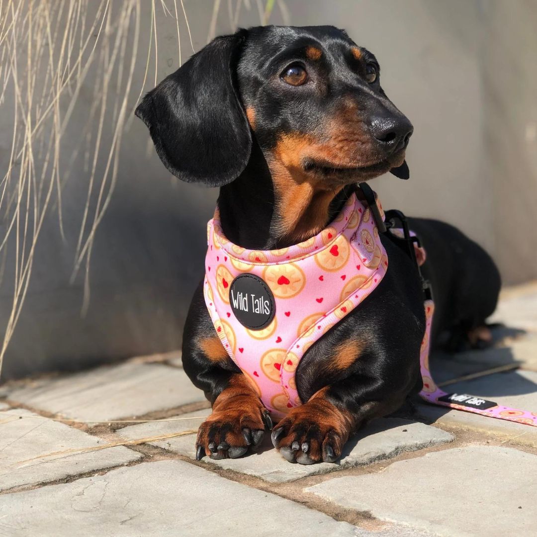 Wild Tails I Don't Give a Jam Dog Harness