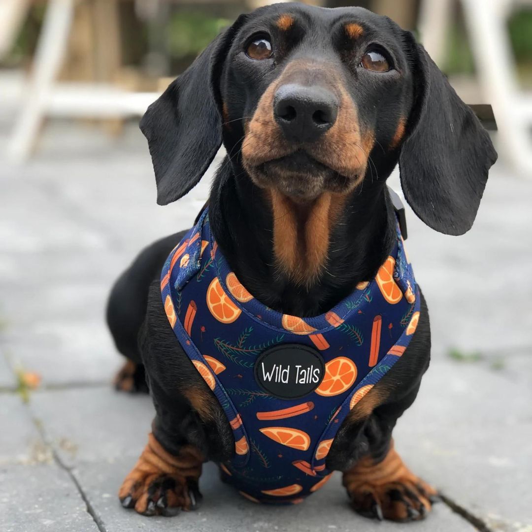 Wild Tails Say You'll be Wine Dog Harness