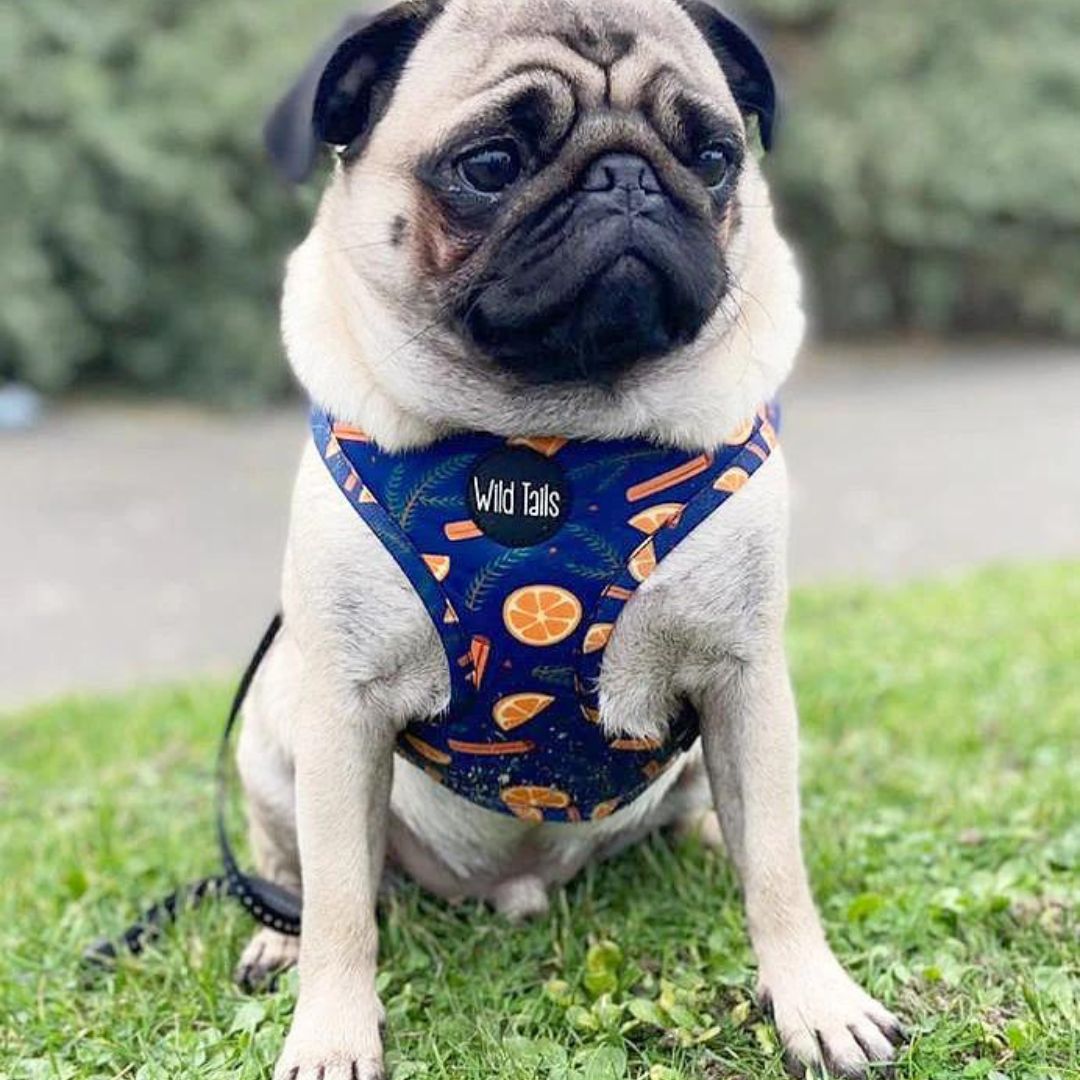 Wild Tails Say You'll be Wine Dog Harness